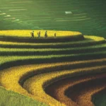 Mu Cang Chai 4 Days