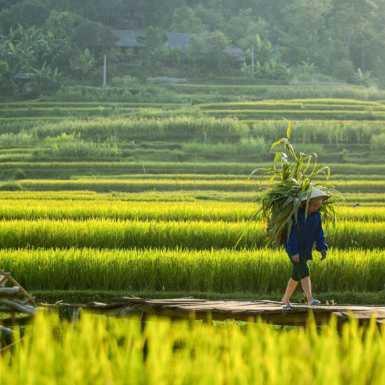trekking in Pu Luong nature reserve