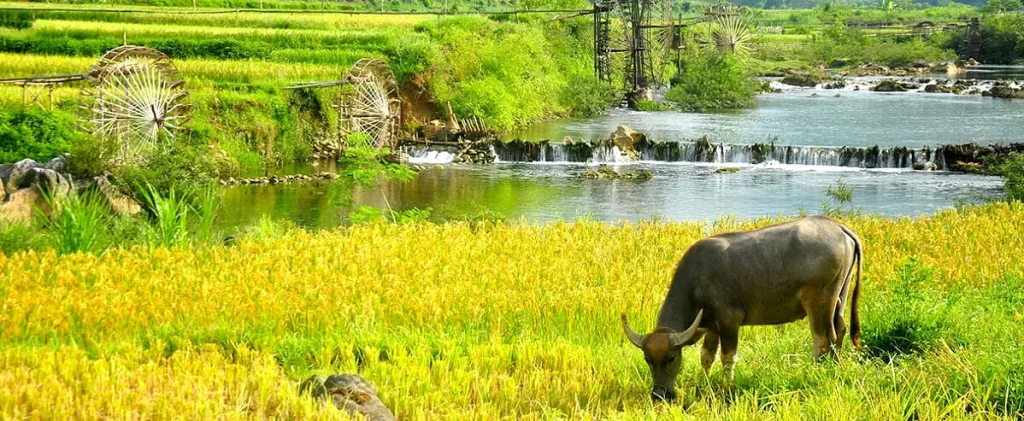 puluon