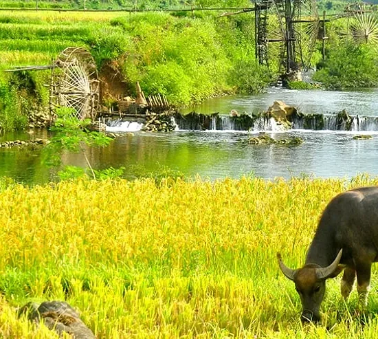 puluon
