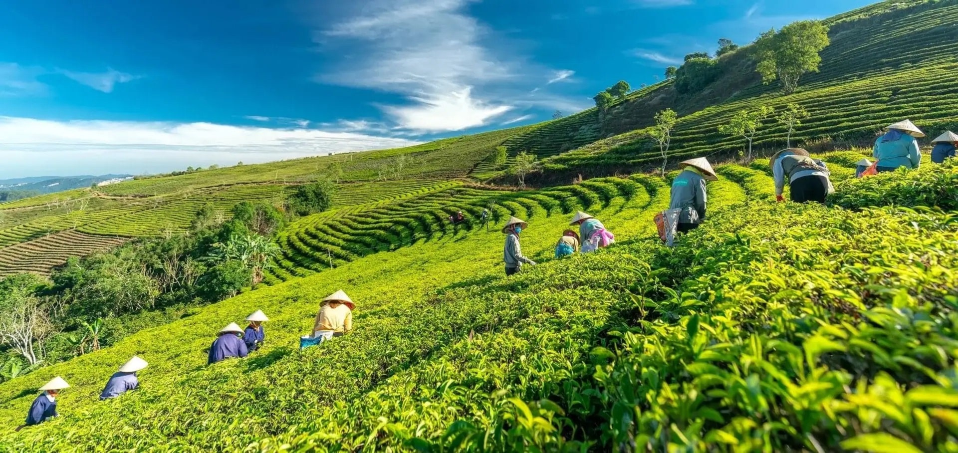 Cau Dat Tea Plantation