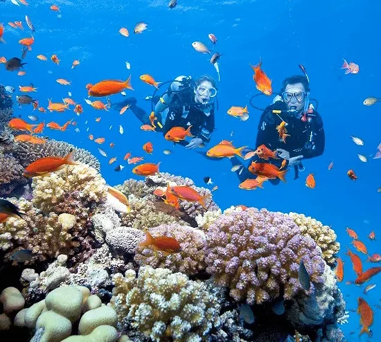 Cham Island Snorkeling
