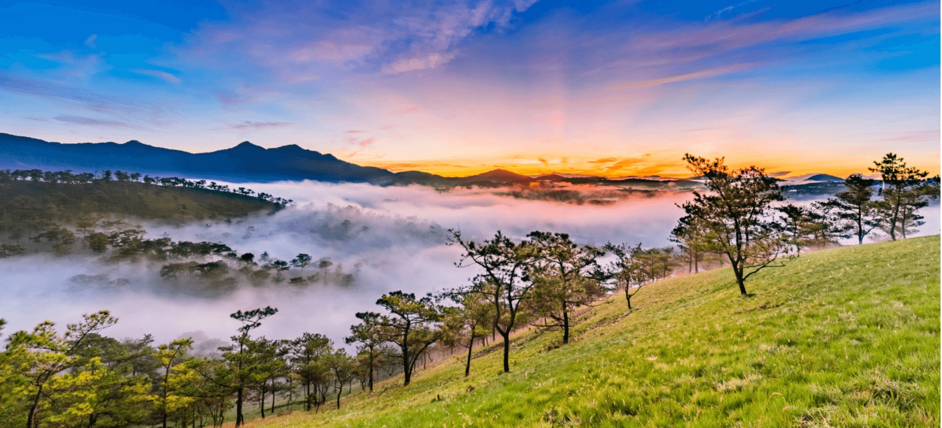 Dalat Banner