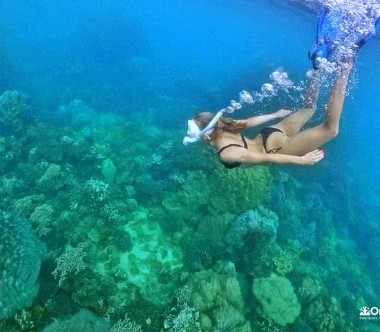 EXPLORE CORAL JUNGLE REEF – Phu Quoc 2