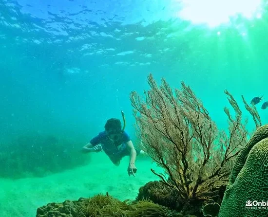 EXPLORE CORAL JUNGLE REEF – Phu Quoc 4