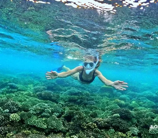 EXPLORE CORAL JUNGLE REEF – Phu Quoc 5
