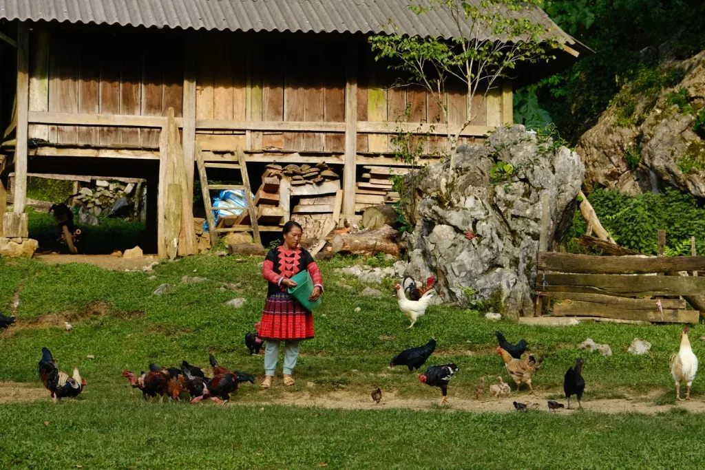 Chăn nuôi 1