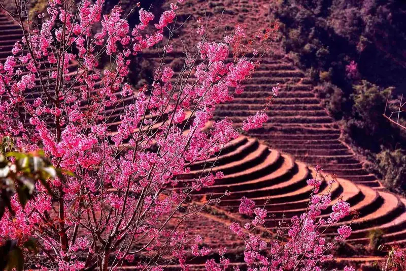 Mu Cang Chai 1