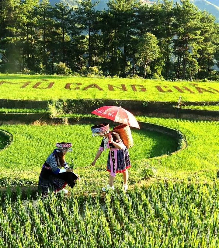Mu Cang Chai Tours