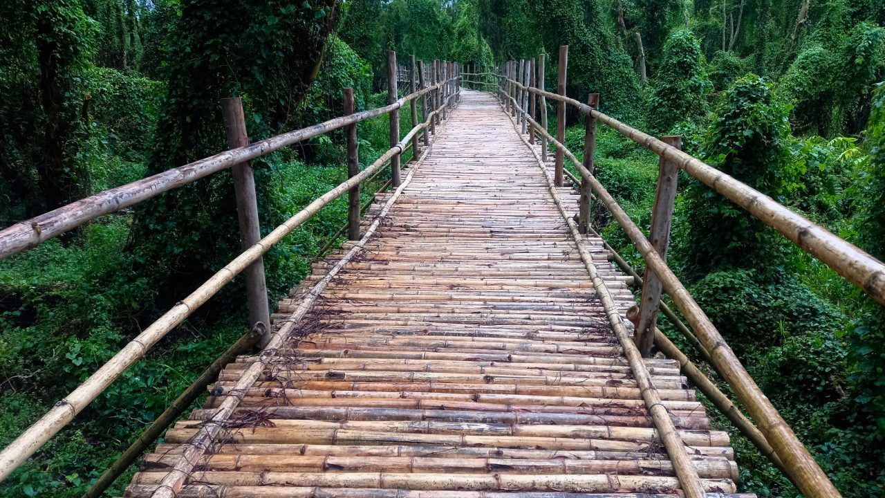 Tra Su Cajuput Forest 3