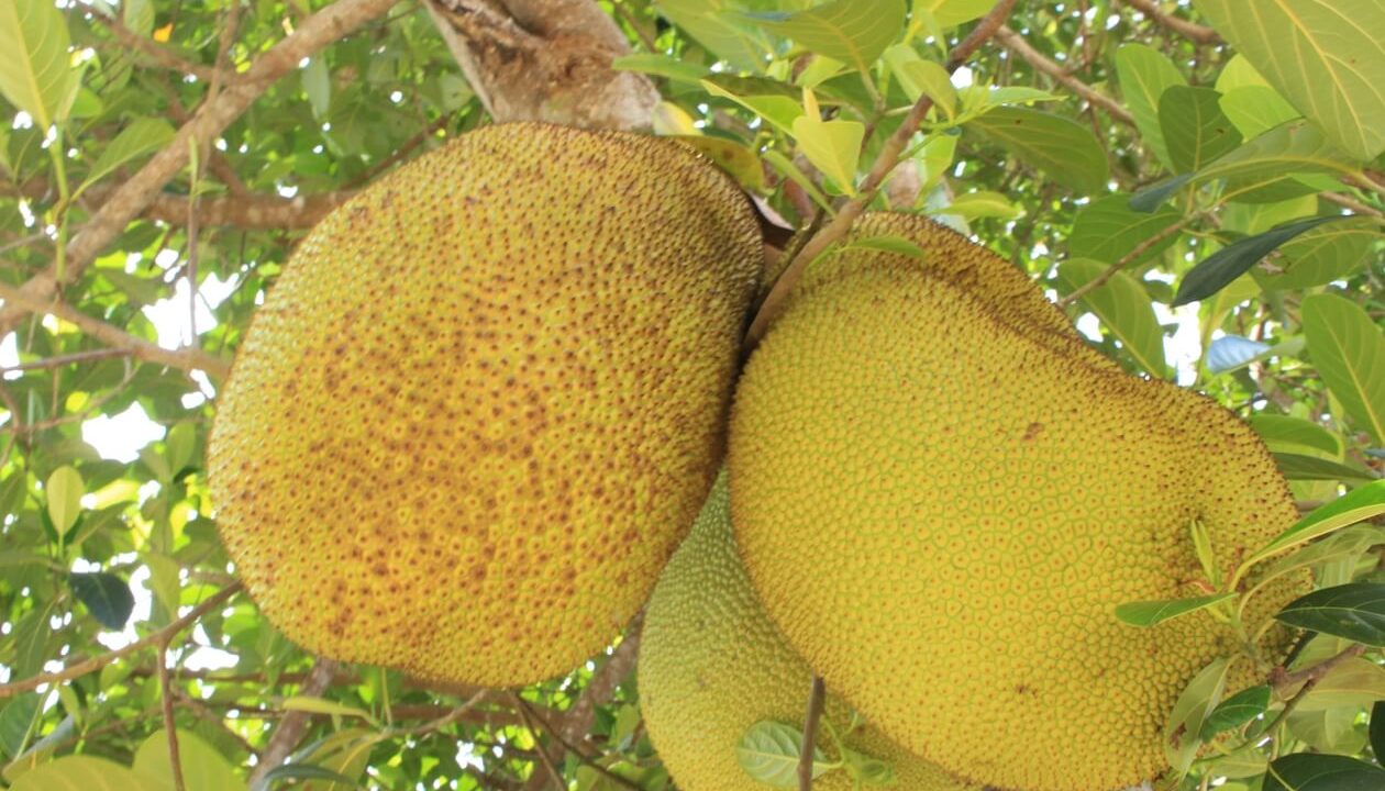Tropical Fruit Orchards Vinh Long