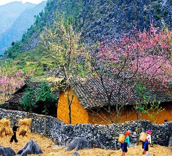 du lich ha giang mua xuan