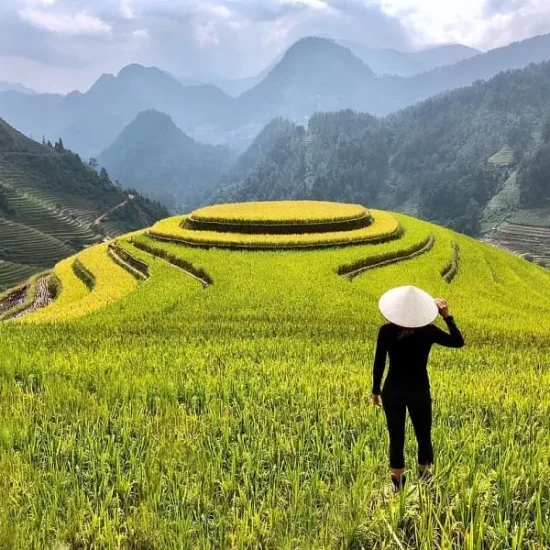 mu cang chai mua lua chin c14b40baa327420bb80aca6582588b32