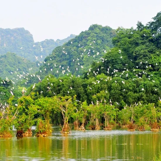vuon chim thung nham